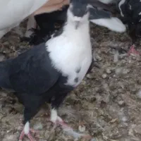 گمشده کفتر سیندق ماده|حیوانات|رفسنجان, |دیوار