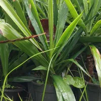 فروش یوکا باغچه ای  آپارتمانی|گل و گیاه طبیعی|رودسر, |دیوار