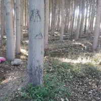 صنوبر