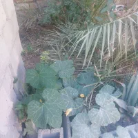 بریدن علف خوش