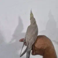 عروس هلندی دستی|پرنده|شیراز, جانبازان|دیوار