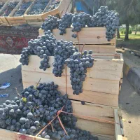انگور شانی سردشت کردستان ۷۵به شرط اصل باره تازه|خوردنی و آشامیدنی|قم, شهرک توانیر|دیوار