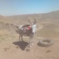 الاغ|حیوانات مزرعه|نصر آباد, |دیوار