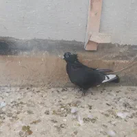 فروش ۳ ۴تا کفتر خودمونی