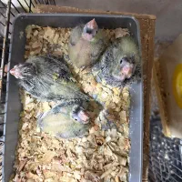 جوجه عروس هلندی