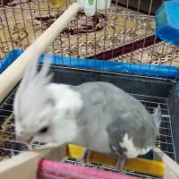 پرنده|پرنده|اشتهارد, |دیوار