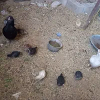 مرغ گلین|حیوانات مزرعه|درمیان, |دیوار