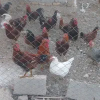 خروس محلی وچهل تاج