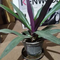 گیاهان طبیعی آپارتمانی وباغی