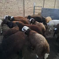 شیشک چاق درجه یک کیلو ۳۳۵|حیوانات مزرعه|اشتهارد, |دیوار