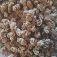 مغز گردو از 150ت برگ زردالو بادام|خوردنی و آشامیدنی|تهران, دانشگاه شریف|دیوار