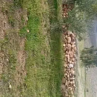 2000متر باغ انجیر وبادام سنددار