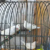 فنچ بنگالی سفید مست مست