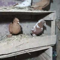 نر چاپی. ککیلی نروماده با جوجه هاش.آلامزک ماده چاپ