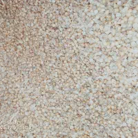 تخم گشنیز|خدمات باغبانی و درختکاری|گرگان, |دیوار