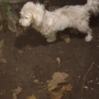 سگ پاکوتاه پشمالو|سگ|شاندرمن, |دیوار