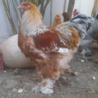 مرغ و خروس برهما تاقچه بوف بلوبوف پاتریج|حیوانات مزرعه|گلبهار, شهر جدید گلبهار|دیوار