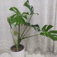 گل آپارتمانی|گل و گیاه طبیعی|بندر گناوه, |دیوار