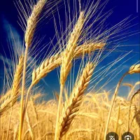 فروش گندم
