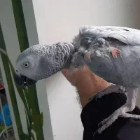 کاسکو ماده مستو رام