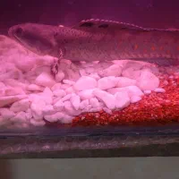 چانا بلو پالچرا وارداتی