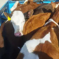 گوساله سیمینتال