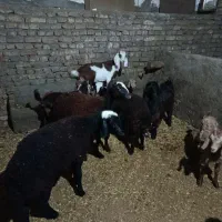 بره و بزغاله