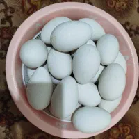 تخم غاز ، غوغاز  خوراکی و نطفه‌ دار