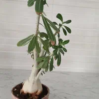 گل و گیاه آپارتمانی