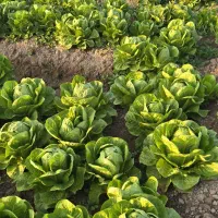 کاهو|خوردنی و آشامیدنی|حمیدیه, |دیوار