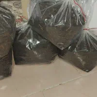 چای لاهیجان بهاره