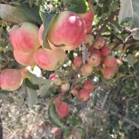 سیب|خوردنی و آشامیدنی|تبریز, |دیوار
