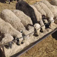 بره نر