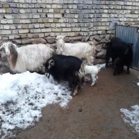 بز با بزغاله پر شیر.