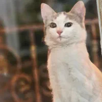 واگذاری گربه