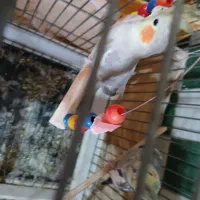 عروس هلندی جفت مولد سخن گو|پرنده|نظرآباد, نظرآباد|دیوار