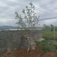 فروش باغ با متراژ ۴۰۰۰ متر