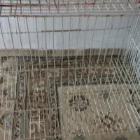 قفس  پرنده ولوازم ابخوری دانخوری