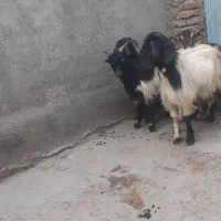 ۶عدد بزغاله بزرگ