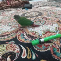 دو عدد طوطی گیرینچیک گم شده است|حیوانات|امیدیه, |دیوار