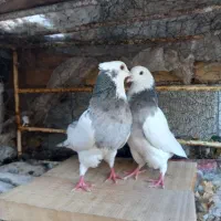 طوقی همه رنگ  خاص