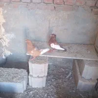 کبوتر سینه ای|پرنده|آذرشهر, |دیوار