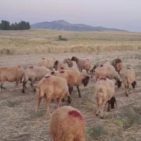 گوسفند داشتی