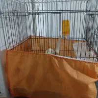 قفس پرنده|لوازم جانبی حیوانات|تهران, زرکش|دیوار