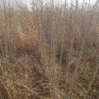 صنبر ترکیه|گل و گیاه طبیعی|تاکستان, |دیوار