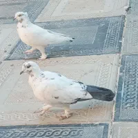 کفتر پرشی|پرنده|هشتگرد, تهران دشت|دیوار