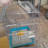 قفس استیل اصل کاسکو  شاه طوطی ۱۰۳۳در حد با لونه