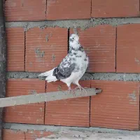 کفتر تکپر ماده