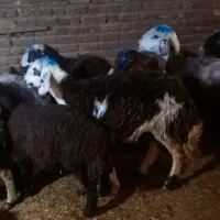 میش داشتی|حیوانات مزرعه|فیروزآباد (لرستان), |دیوار