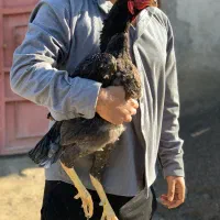 جوجه لاری۸ ماه